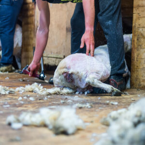In the Zone: Shearing with Confidence, Rhythm, and Speed.